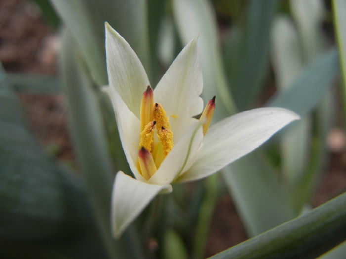 Tulipa Turkestanica (2014, March 24)