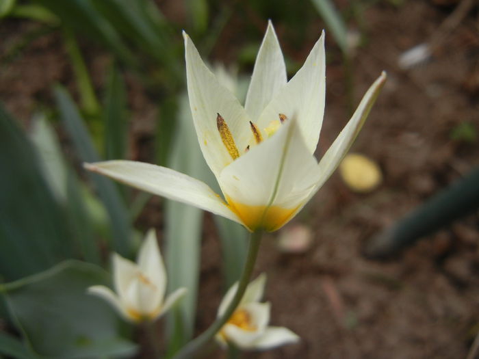 Tulipa Turkestanica (2014, March 24)