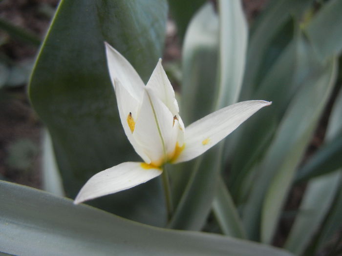 Tulipa Turkestanica (2014, March 27)