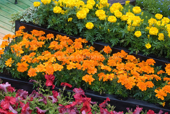 Annual-Garden-36039 Annual-Garden-36039