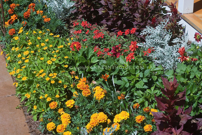 Annuals-in-Garden-33009 Annuals-in-Garden-33009