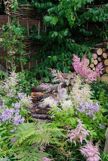 Astilbe-Garden-37290 Astilbe-Garden-37290