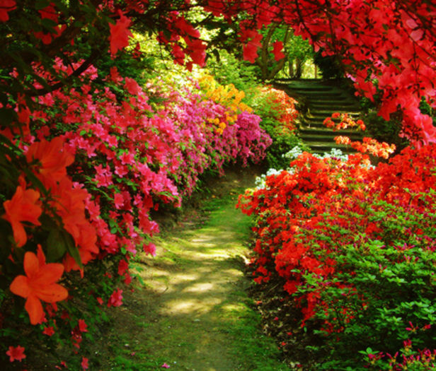 Beautiful-Garden-Of-Flowers Beautiful-Garden-Of-Flowers