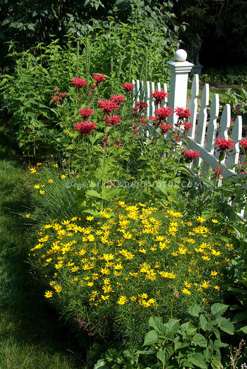 Beebalm-Coreopsis-Picket-Fence-8273 Beebalm-Coreopsis-Picket-Fence-8273