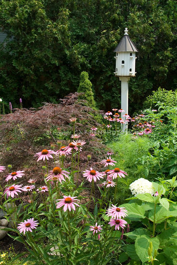 Birdhouse-Echinacea-Garden-38384 Birdhouse-Echinacea-Garden-38384