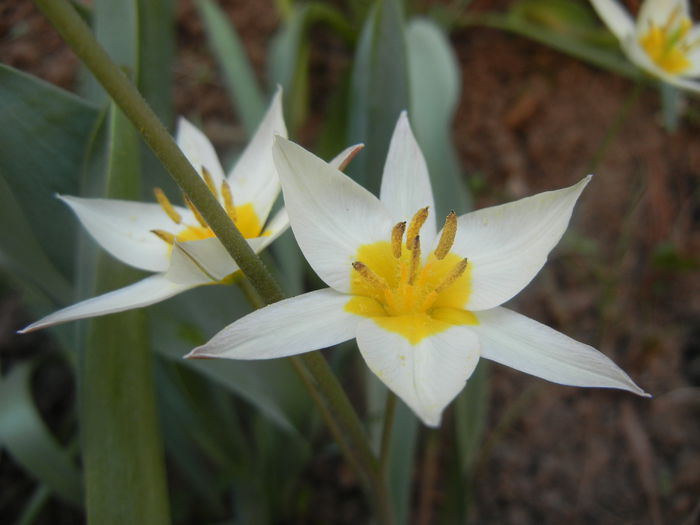 Tulipa Turkestanica (2014, March 27)