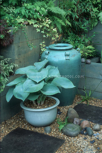 Blue-Hosta-Container-Garden-5133 Blue-Hosta-Container-Garden-5133