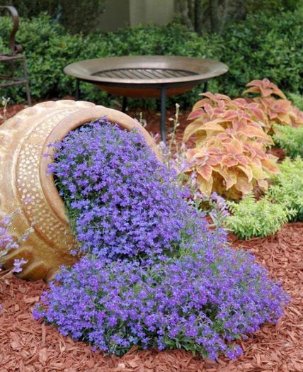 brumarele-phlox-pitic brumarele-phlox-pitic