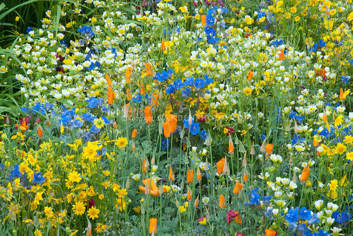 Colorful-Flower-Garden-31470 Colorful-Flower-Garden-31470