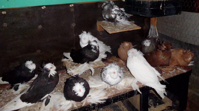 o parte din Tobosary!!; o parte din Tobosary!!
