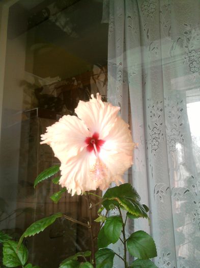 017 - hibiscus-octombrie 2014