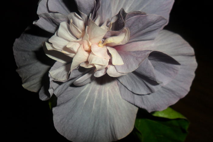 SAM_2404 - hibiscusi 2014-3