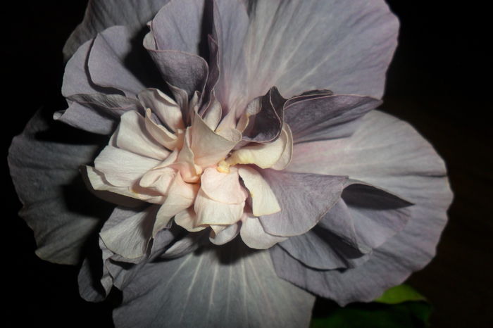 SAM_2406 - hibiscusi 2014-3