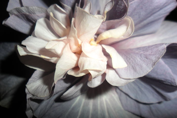 SAM_2407 - hibiscusi 2014-3