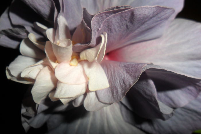 SAM_2408 - hibiscusi 2014-3