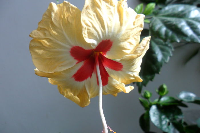 SAM_2409 - hibiscusi 2014-3