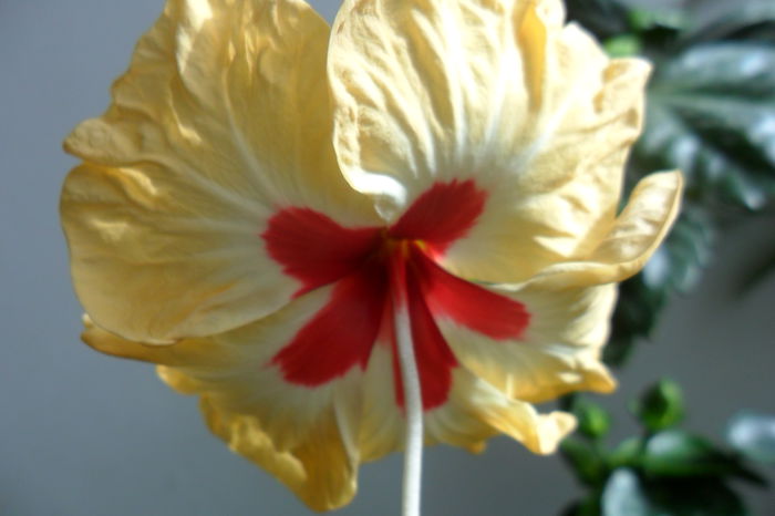 SAM_2410 - hibiscusi 2014-3