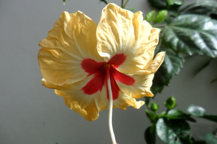 SAM_2411 - hibiscusi 2014-3