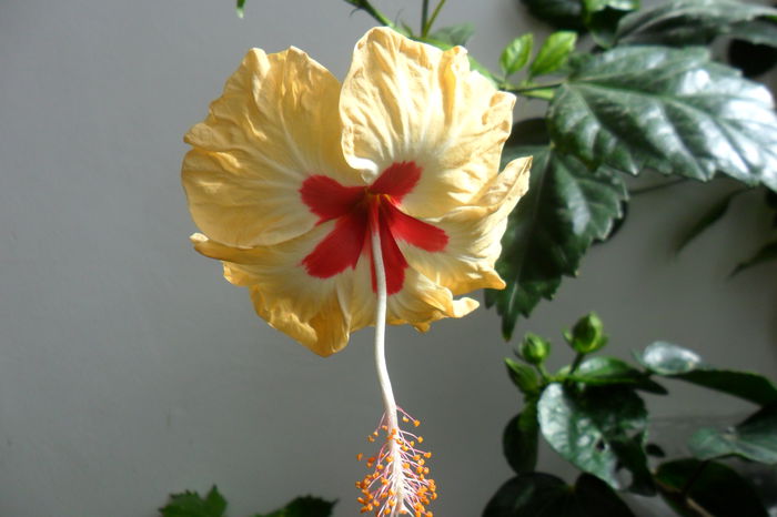 SAM_2412 - hibiscusi 2014-3