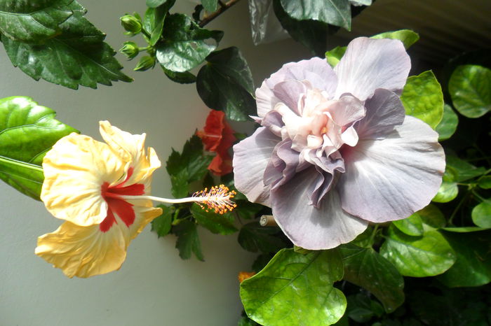 SAM_2413 - hibiscusi 2014-3