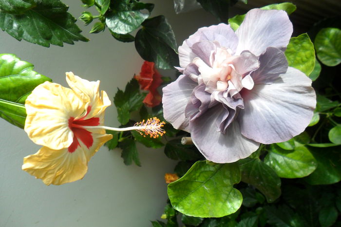 SAM_2414 - hibiscusi 2014-3