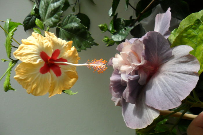 SAM_2415 - hibiscusi 2014-3