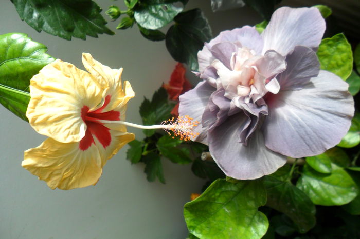 SAM_2416 - hibiscusi 2014-3