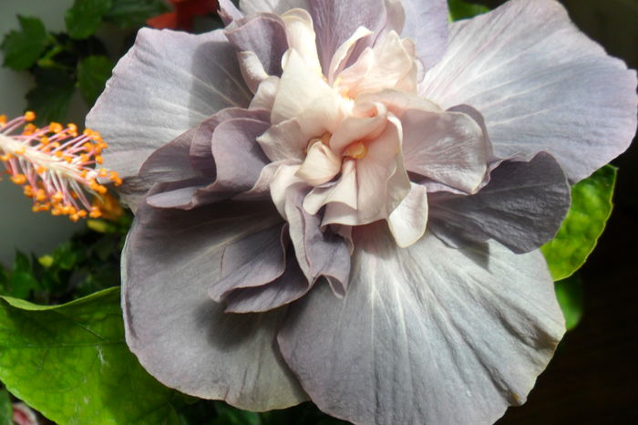 SAM_2417 - hibiscusi 2014-3