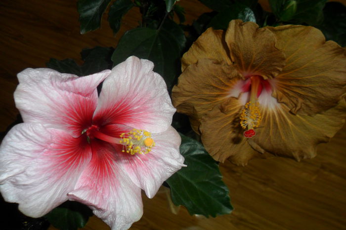 SAM_2420 - hibiscusi 2014-3