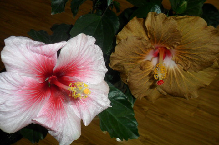 SAM_2421 - hibiscusi 2014-3