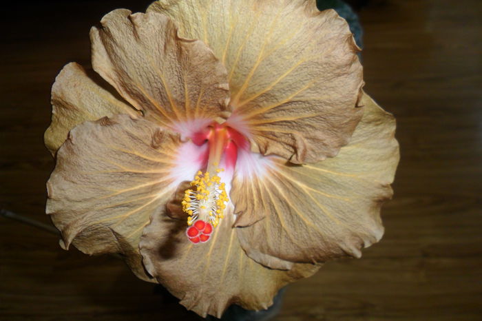 SAM_2422 - hibiscusi 2014-3