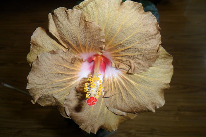 SAM_2423 - hibiscusi 2014-3