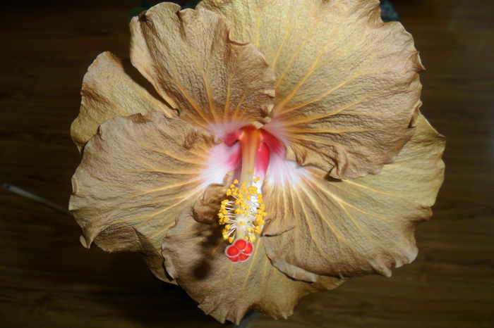 SAM_2424 - hibiscusi 2014-3