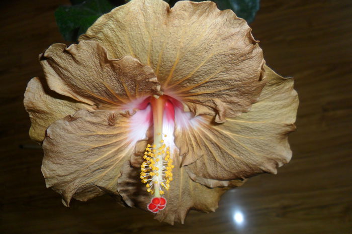 SAM_2426 - hibiscusi 2014-3
