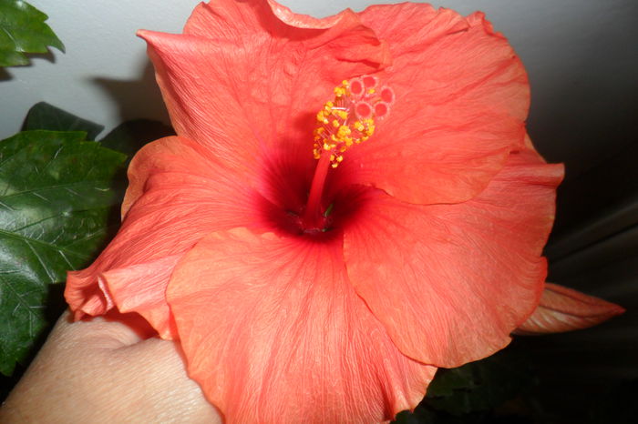 SAM_2430 - hibiscusi 2014-3