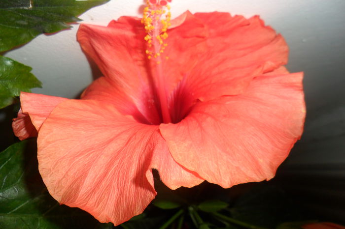 SAM_2431 - hibiscusi 2014-3