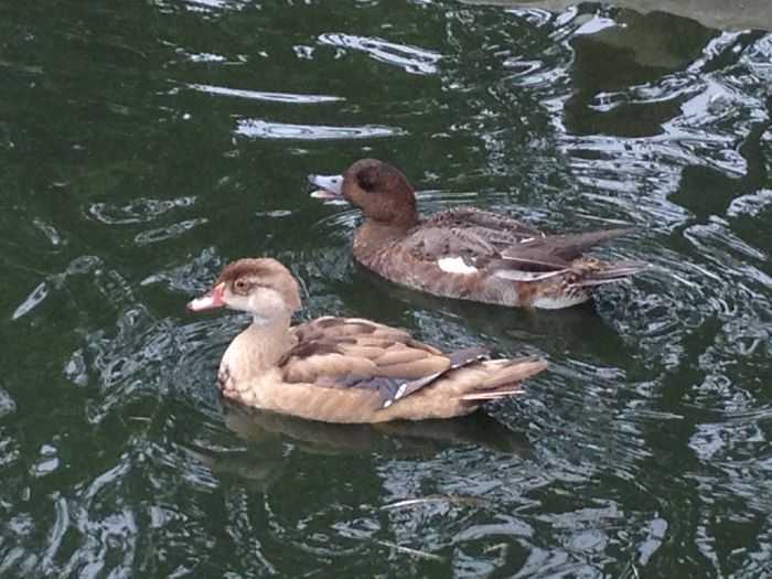 carplin galben si flueratoare europeana