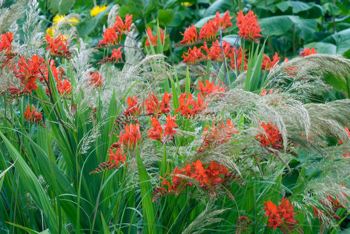 Crocosmia-Lucifer-Stipa-calamagrostis-38934