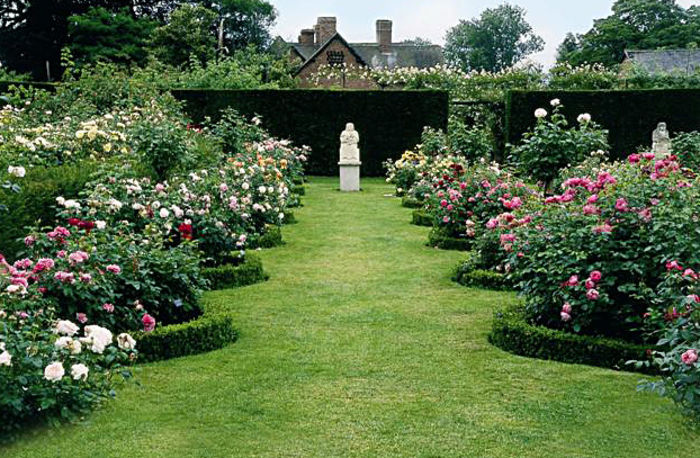 gradina-cu-trandafiri