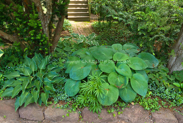 Groundcovers-J011021