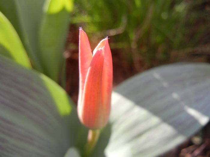 Tulipa Pinocchio (2014, March 27)