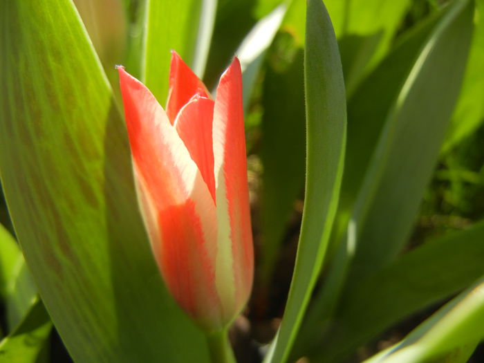 Tulipa Pinocchio (2014, March 27)