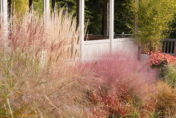 Ornamental-Grasses-Garden-27116 Ornamental-Grasses-Garden-27116
