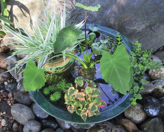 pondpot_intermediate_lg - idei interesante culese de pe net B