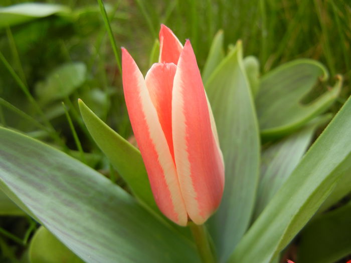 Tulipa Pinocchio (2014, March 29)