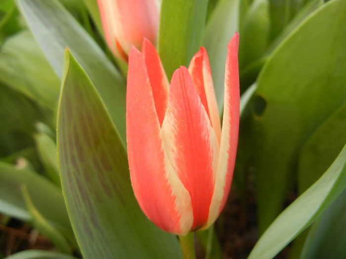 Tulipa Pinocchio (2014, March 29)