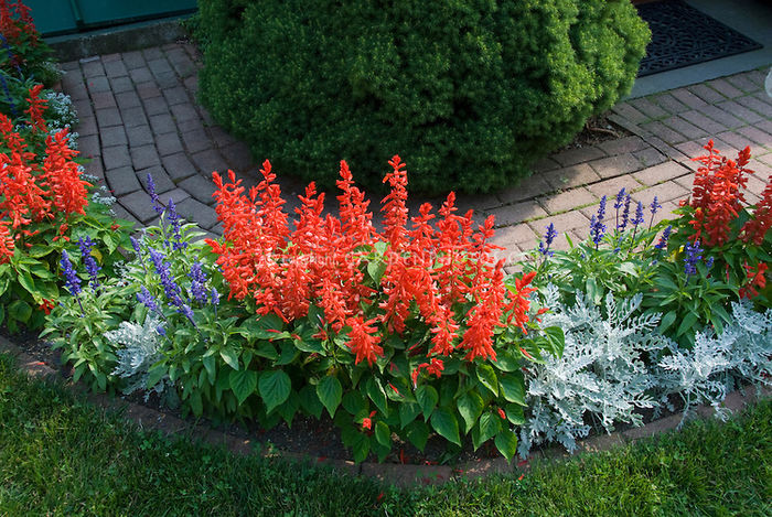 Red-White-Blue-Patriotic-Garden-8419