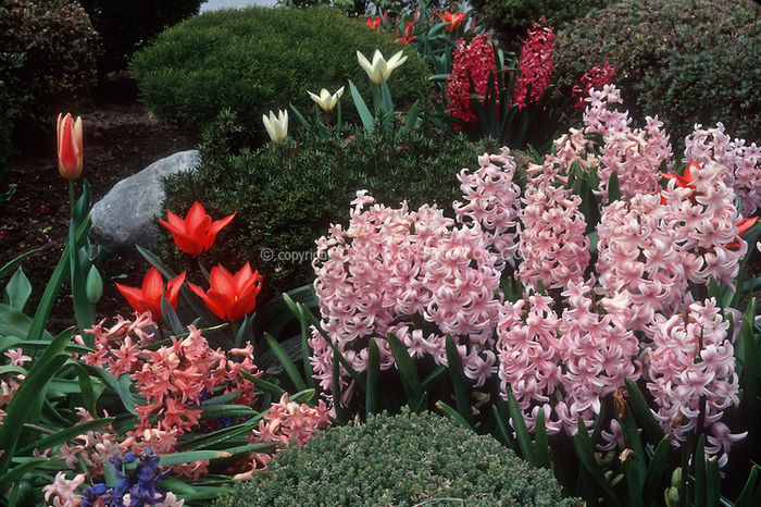 Spring-Bulbs-20531 - idei interesante culese de pe net B
