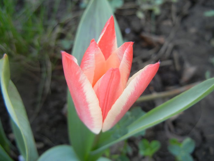 Tulipa Pinocchio (2014, March 29)