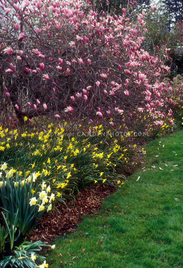 Spring-Garden-Magnolia-Daffodils-6492 - idei interesante culese de pe net B